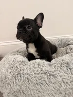 Onyx, a male French Bulldog for sale in Fayetteville, NC – 3 of 4