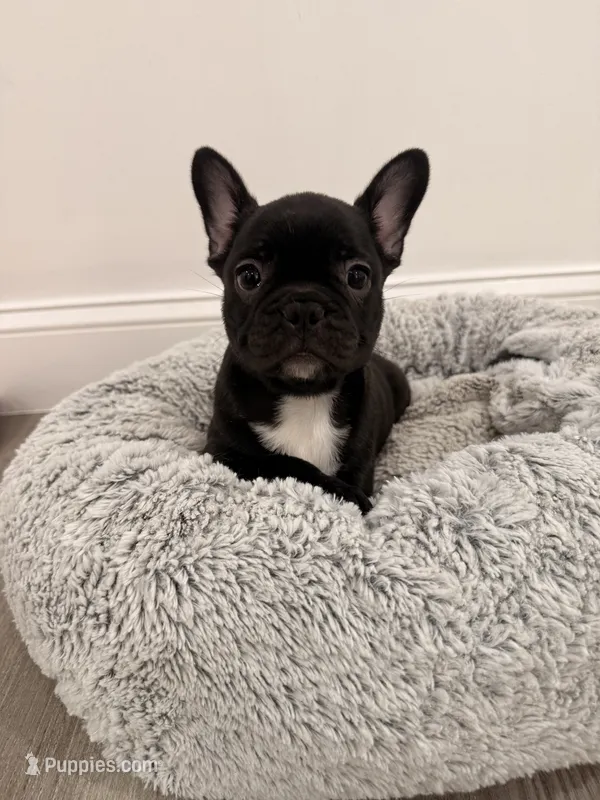 Onyx, a male French Bulldog for sale in Fayetteville, NC – 1 of 4