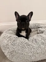 Onyx, a male French Bulldog for sale in Fayetteville, NC – 1 of 4