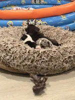 Onyx, a male French Bulldog for sale in Fayetteville, NC – 4 of 4