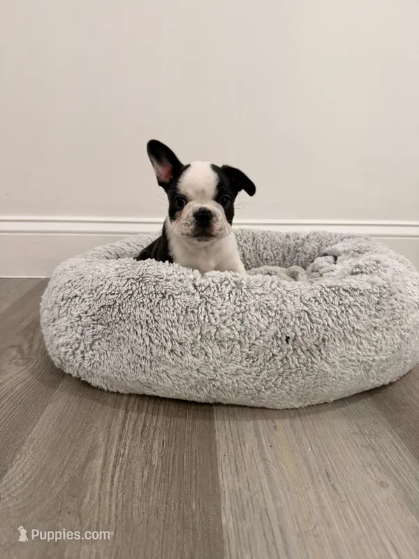 Oreo, a male French Bulldog for sale in Fayetteville, NC – 1 of 4