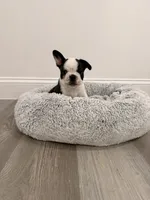Oreo, a male French Bulldog for sale in Fayetteville, NC – 1 of 4