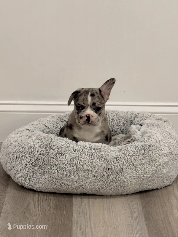 Storm, a male French Bulldog for sale in Fayetteville, NC – 1 of 4