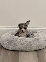 Storm, a male French Bulldog for sale in Fayetteville, NC – 1 of 4