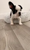 Oreo, a male French Bulldog for sale in Fayetteville, NC – 2 of 4