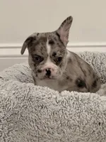 Storm, a male French Bulldog for sale in Fayetteville, NC – 2 of 4