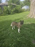 Meadow, a female Akita for sale in Springfield, IL – 5 of 7