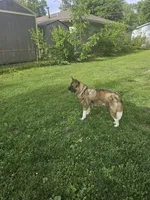 Meadow, a female Akita for sale in Springfield, IL – 2 of 7