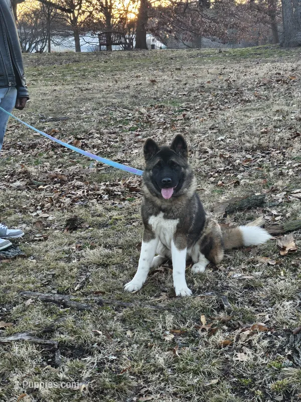 Meadow – Akita puppy for sale in Springfield, IL