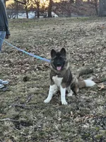Meadow, a female Akita for sale in Springfield, IL – 1 of 7