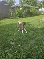 Meadow, a female Akita for sale in Springfield, IL – 4 of 7