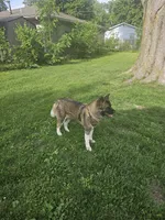 Meadow, a female Akita for sale in Springfield, IL – 7 of 7