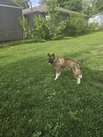 Meadow, a female Akita for sale in Springfield, IL – 3 of 7