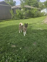 Meadow, a female Akita for sale in Springfield, IL – 6 of 7