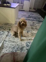 Lariat Armani, a male Poodle - Miniature  for sale in Victoria, TX – 4 of 4