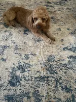 Lariat Armani, a male Poodle - Miniature  for sale in Victoria, TX – 3 of 4