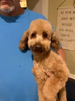 Lariat Armani, a male Poodle - Miniature  for sale in Victoria, TX – 2 of 2