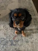 Libby Sue, a female Cavalier King Charles Spaniel for sale in Victoria, TX – 2 of 2