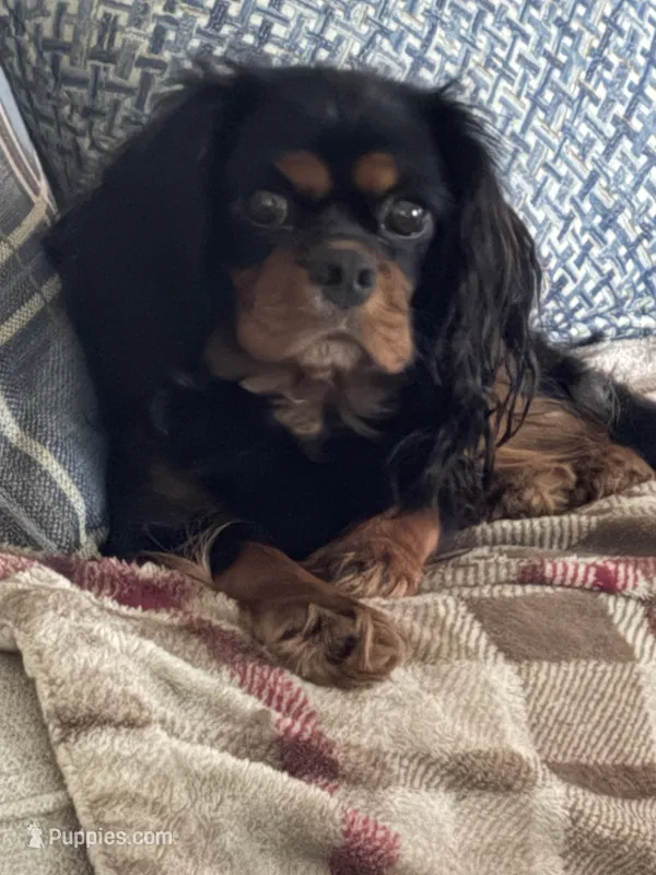 Libby Sue – Cavalier King Charles Spaniel puppy for sale in Victoria, TX
