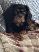 Libby Sue, a female Cavalier King Charles Spaniel for sale in Victoria, TX – 1 of 2