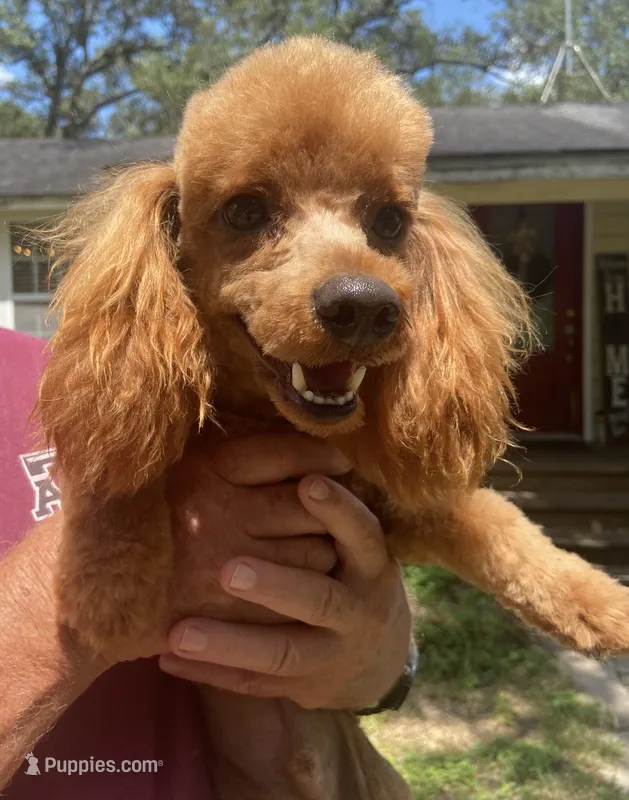 Lariat Armani – Poodle - Miniature  puppy for sale in Victoria, TX