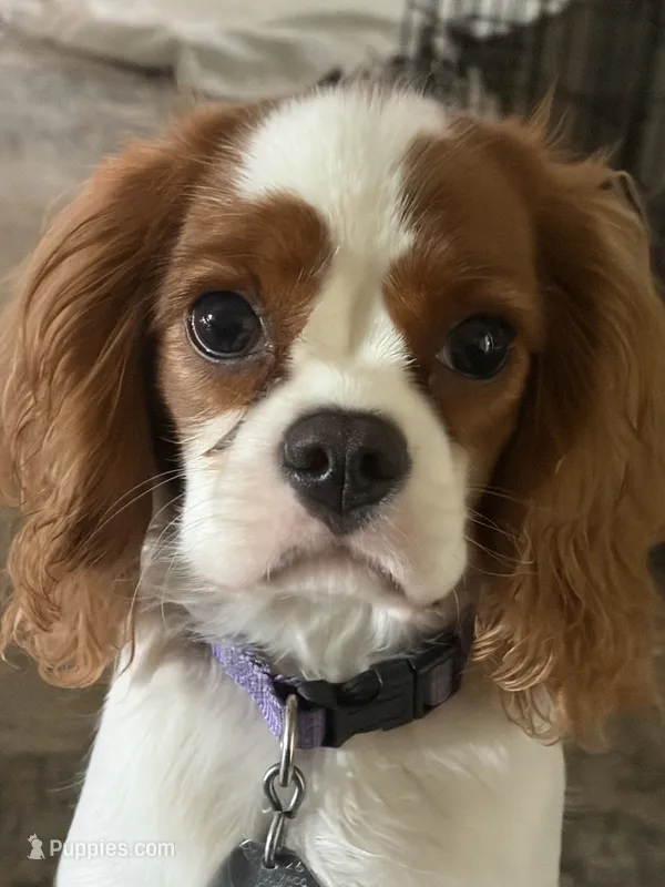 Lilly Sue  – Cavalier King Charles Spaniel puppy for sale in Victoria, TX