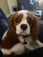 Lilly Sue , a female Cavalier King Charles Spaniel for sale in Victoria, TX – 2 of 2