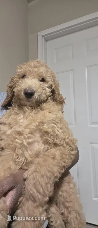 CJ – Poodle - Standard  puppy for sale in Charlotte, NC