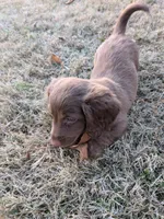 Coco, a female Miniature Dachshund for sale in Ewing, IL – Photo 3 of 6