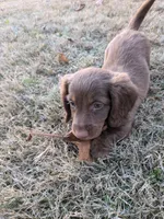 Coco, a female Miniature Dachshund for sale in Ewing, IL – Photo 6 of 6