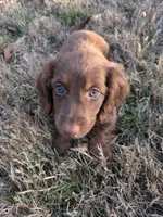Coco, a female Miniature Dachshund for sale in Ewing, IL – Photo 5 of 6