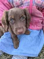 Coco, a female Miniature Dachshund for sale in Ewing, IL – Photo 1 of 6