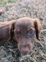 Coco, a female Miniature Dachshund for sale in Ewing, IL – Photo 2 of 6