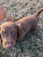 Coco, a female Miniature Dachshund for sale in Ewing, IL – Photo 4 of 6