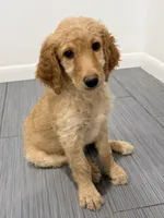 Yellow Girl F1B Standard Goldendoodle , a female Goldendoodle for sale in Jacksonville, FL – 2 of 3