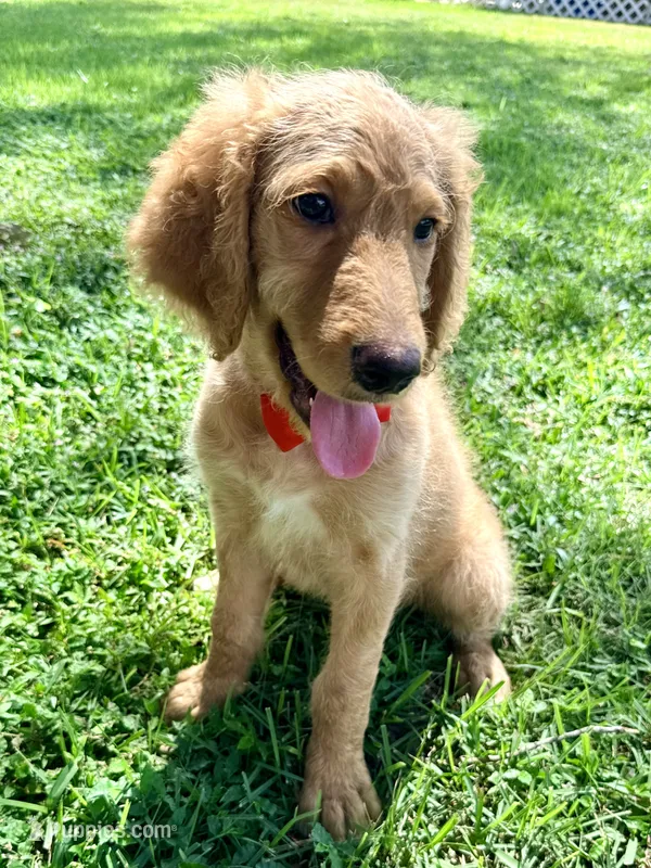 Red Girl F1B Standard Goldendoodle  – Goldendoodle puppy for sale in Jacksonville, FL