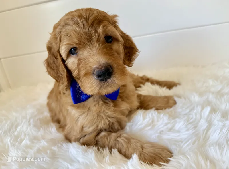 Navy Boy – Goldendoodle puppy for sale in Jacksonville, FL