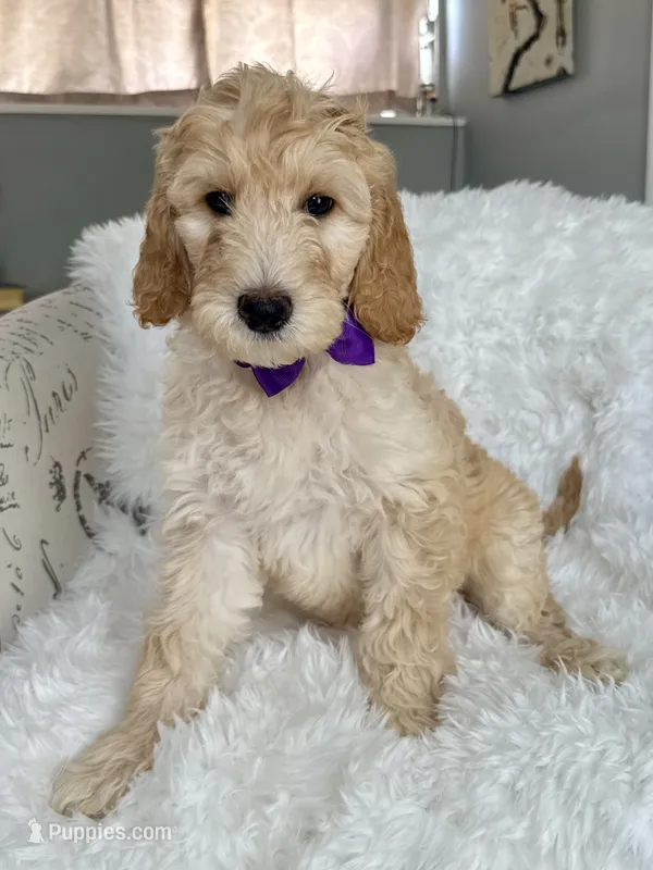 Purple Girl F1B Standard Goldendoodle  – Goldendoodle puppy for sale in Jacksonville, FL