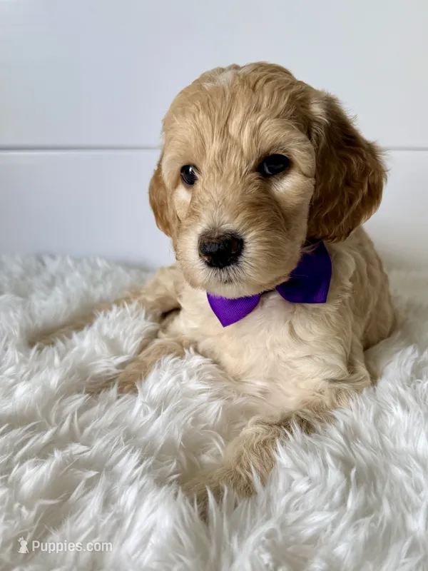 Purple Girl F1B Standard Goldendoodle  – Goldendoodle puppy for sale in Jacksonville, FL