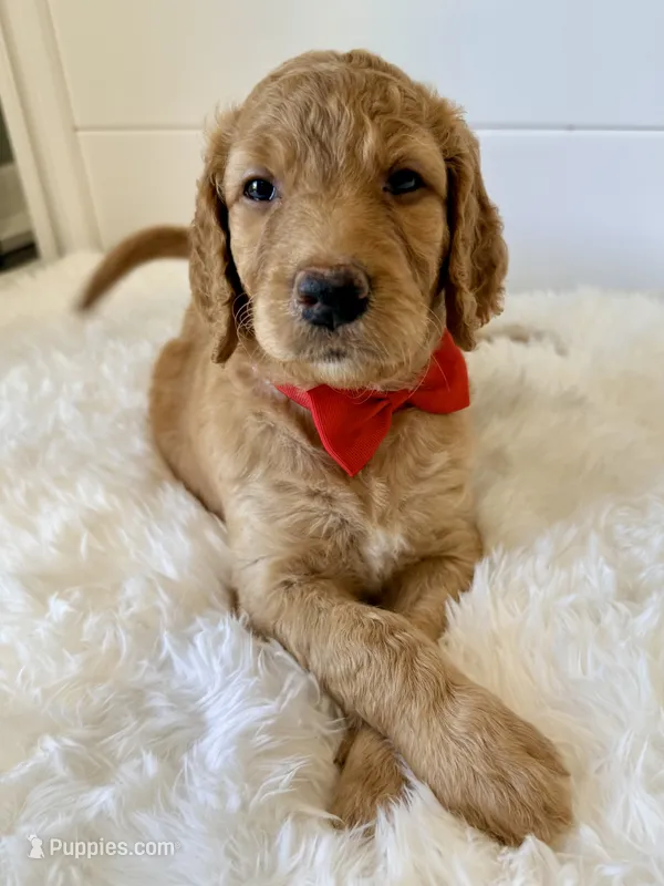 Red Girl F1B Standard Goldendoodle  – Goldendoodle puppy for sale in Jacksonville, FL