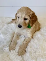 Green Girl F1B Standard Goldendoodle , a female Goldendoodle for sale in Jacksonville, FL – 1 of 2