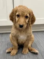 Red Girl F1B Standard Goldendoodle , a female Goldendoodle for sale in Jacksonville, FL – 2 of 2