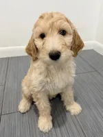 Purple Girl F1B Standard Goldendoodle , a female Goldendoodle for sale in Jacksonville, FL – 2 of 2