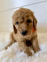 Orange Girl F1B Standard Goldendoodle , a female Goldendoodle for sale in Jacksonville, FL – 1 of 2