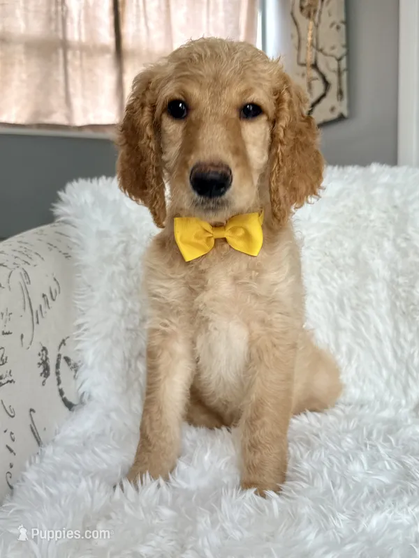 Yellow Girl F1B Standard Goldendoodle  – Goldendoodle puppy for sale in Jacksonville, FL