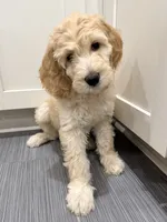Green Girl F1B Standard Goldendoodle , a female Goldendoodle for sale in Jacksonville, FL – 2 of 2