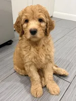 Navy Boy F1B Standard Goldendoodle , a male Goldendoodle for sale in Jacksonville, FL – 2 of 2