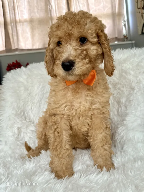Orange Girl F1B Standard Goldendoodle  – Goldendoodle puppy for sale in Jacksonville, FL