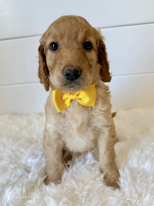 Yellow Girl F1B Standard Goldendoodle  – Goldendoodle puppy for sale in Jacksonville, FL