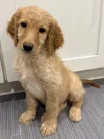 Yellow Girl F1B Standard Goldendoodle , a female Goldendoodle for sale in Jacksonville, FL – 3 of 3
